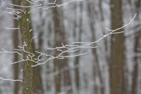 Snowy winter forest background. Beautiful spruce trees trunks pattern, sticked with snow in Czech republic.の写真素材