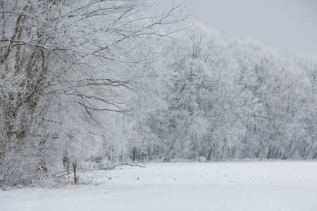 Gorgeous winter landscape with snow and fog, Pardubice, Czech republic.の写真素材