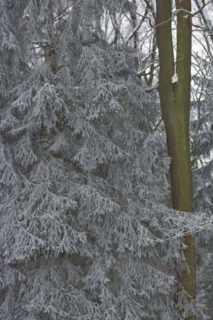 Snowy winter forest background. Beautiful spruce trees trunks pattern, sticked with snow in Czech republic.の写真素材