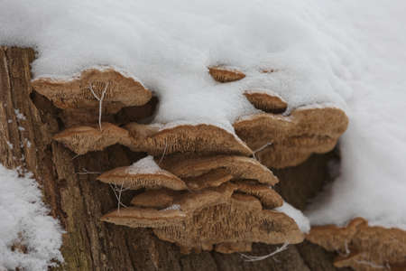 Close-up of a rotten stump with tree mushrooms covered by snow on a horizontal trunk during a winter in Czech republic.の写真素材
