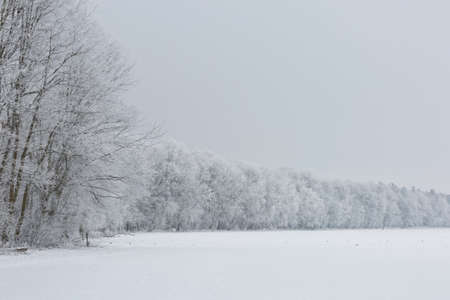Gorgeous winter landscape with snow and fog, Pardubice, Czech republic.の写真素材