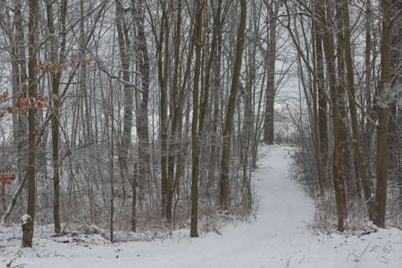 Morning winter forest landscape with a path road and freshly fallen snow.の写真素材