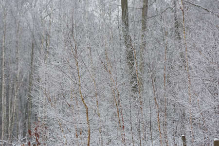 Snowy winter forest background. Beautiful spruce trees trunks pattern, sticked with snow in Czech republic.の写真素材