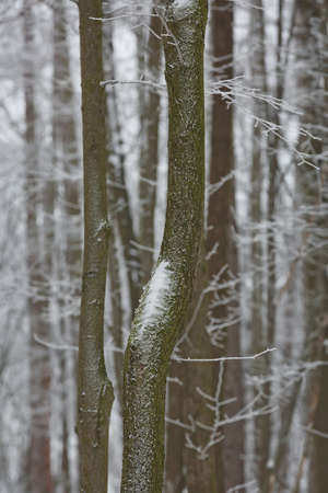 Snowy winter forest background. Beautiful spruce trees trunks pattern, sticked with snow in Czech republic.の写真素材