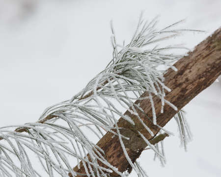 Branches of frozen bushes covered by snow iduring the winter in Czech republic.の写真素材