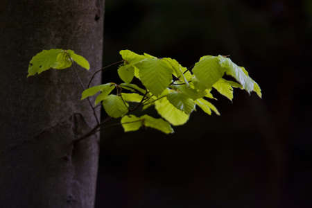 Beech treeの写真素材