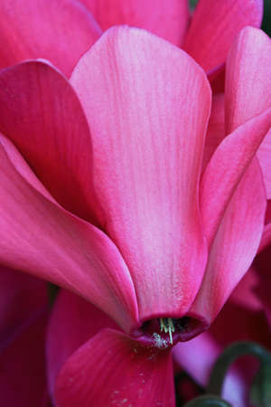 Cyclamenの写真素材