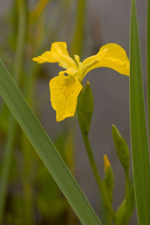 Detail of yellow blow of iris with small flower budの写真素材