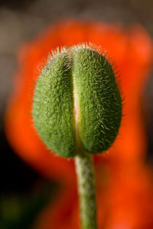 Detail of small green poppy bud with grey villiの写真素材
