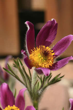 Detail of pasque-flower with yellow pollen on the stamen and villi violet peta