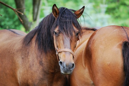 Two resting hucul horses - Ranch-Mの写真素材