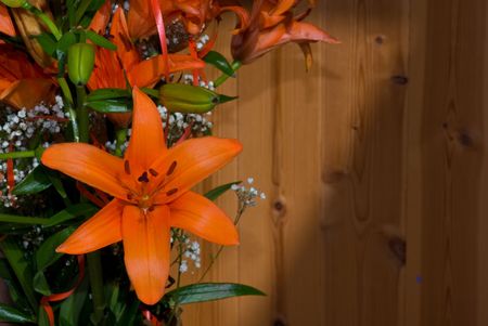 bloomの写真素材