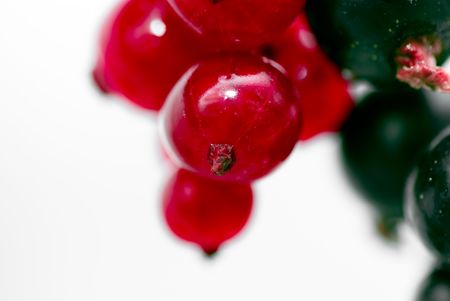 redcurrantの写真素材