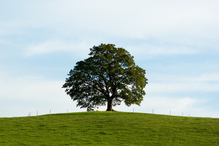 Lone tree