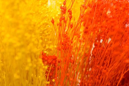 bloomの写真素材