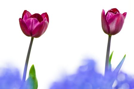 tulipsの写真素材