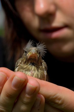Girl hold chick sparrow in cupped hand.の写真素材
