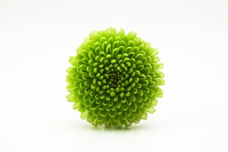 Beautiful green bloomの写真素材