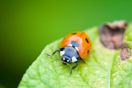 ladybug on green leaf