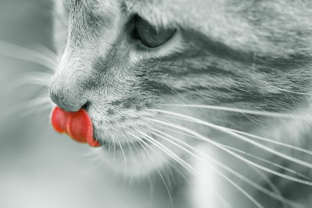 cat with red tongueの写真素材