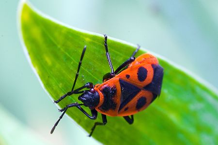 firebug on green leaf