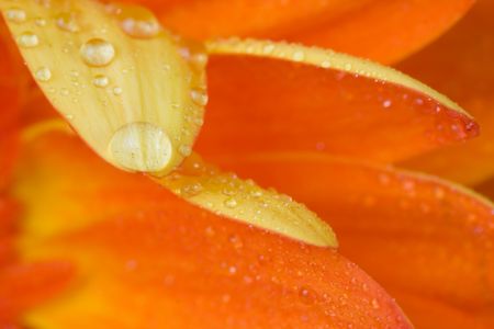 closeup of a orange bloomの写真素材