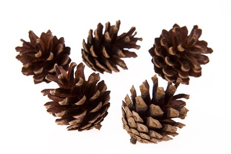 pine cones on white background