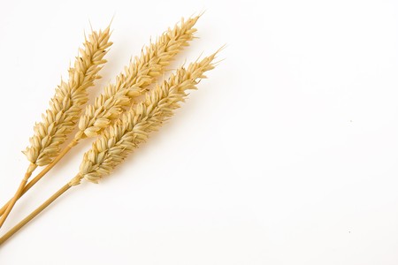 wheat isolated on white backgroundの写真素材
