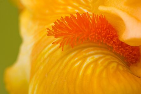 macro shot of a yellow iris