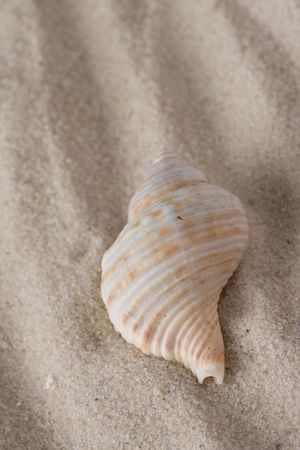 the shell in sand