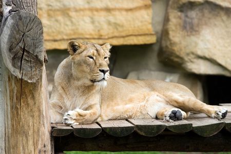 the lion's female in the zooの写真素材
