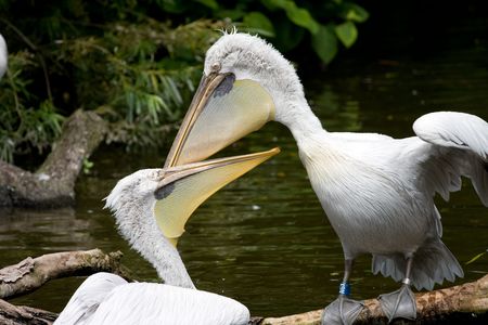 the pelicans in the zooの写真素材