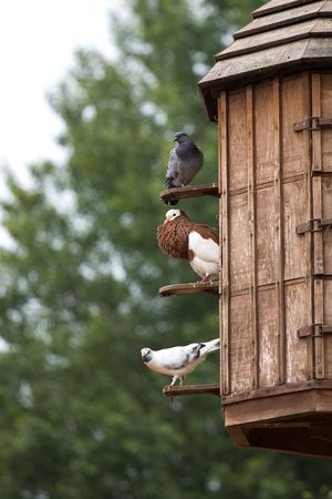 the pigeons in a pigeon-hole の写真素材