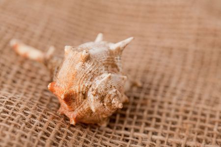background with shell laying on juteの写真素材