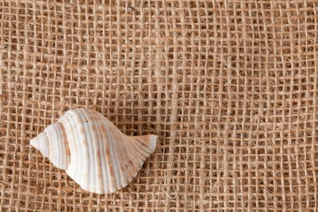 background with shell laying on juteの写真素材