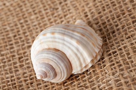 background with shell laying on juteの写真素材