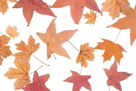 autumn leaves isolated on white backgroundの写真素材