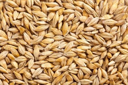shot of barley grainの写真素材