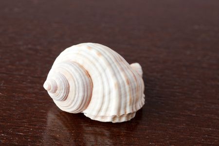 sea snail on wooden tableの写真素材