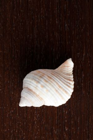 sea snail on wooden table
