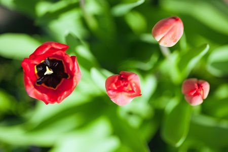 photo shot of the red tulipsの写真素材