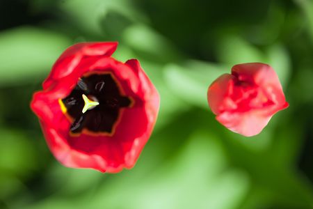 shot of the red tulipsの写真素材