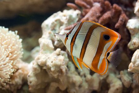 photo shot of life in aquariumの写真素材