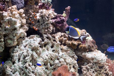 photo shot of life in aquariumの写真素材