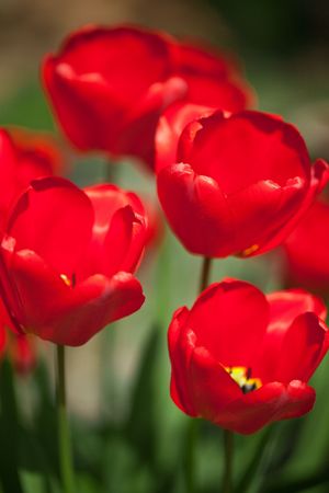 photo shot of red tulipsの写真素材