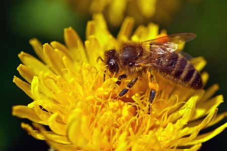 the bee on yellow bloomの写真素材