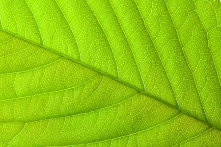 the texture of green leafの写真素材