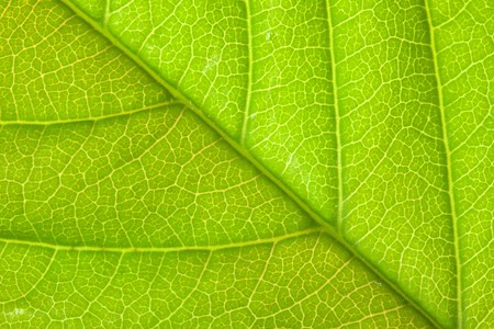 the texture of green leaf