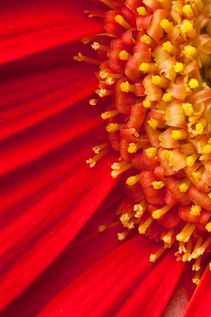 the macro shot of gerbera daisyの写真素材