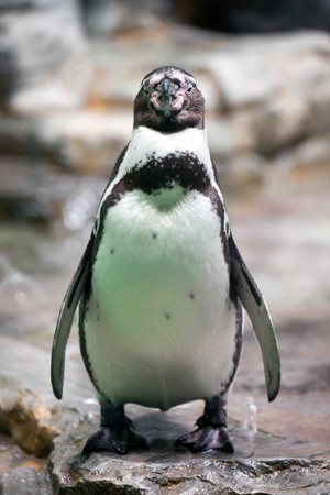 photo shot of humboldt penguin at zooの写真素材